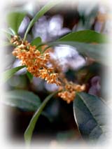 �L�����N�Z�C