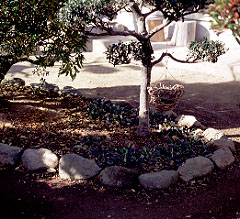 ���b�R�N�ƃA�W���K