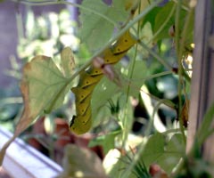 �H�уP�C�g�E