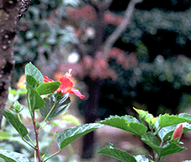 �n�C�r�X�J�X�̉E��̔����̂��R����