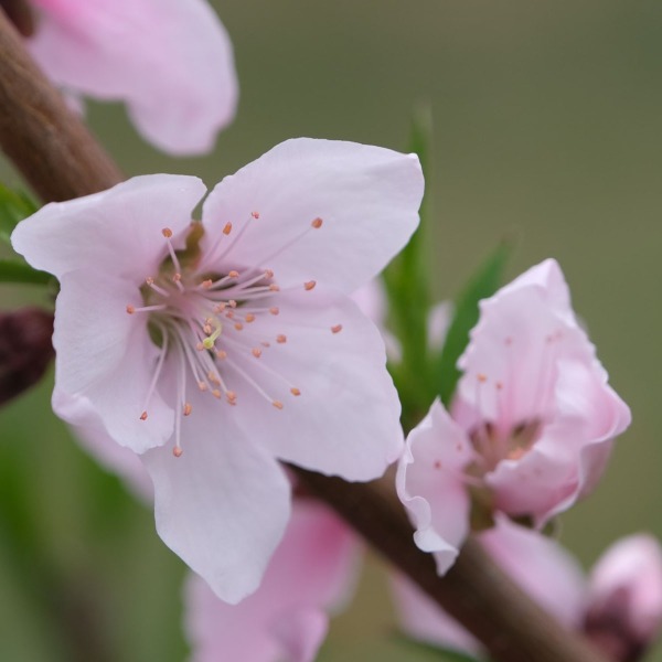 モモの花
