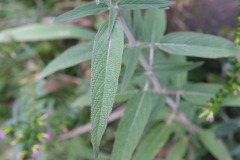 アメジストセージの葉