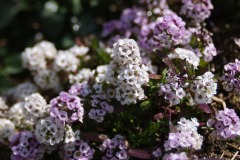 アリッサム-紫白-群