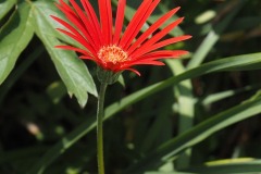 ガーベラ-上向き