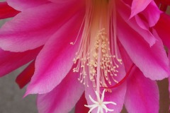 クジャクサボテン