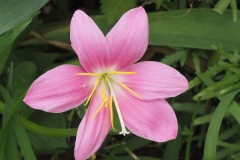 サフランモドキ