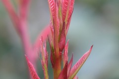 ベニカナメの新芽