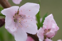 モモの花