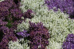 KFP_DSCI0781s