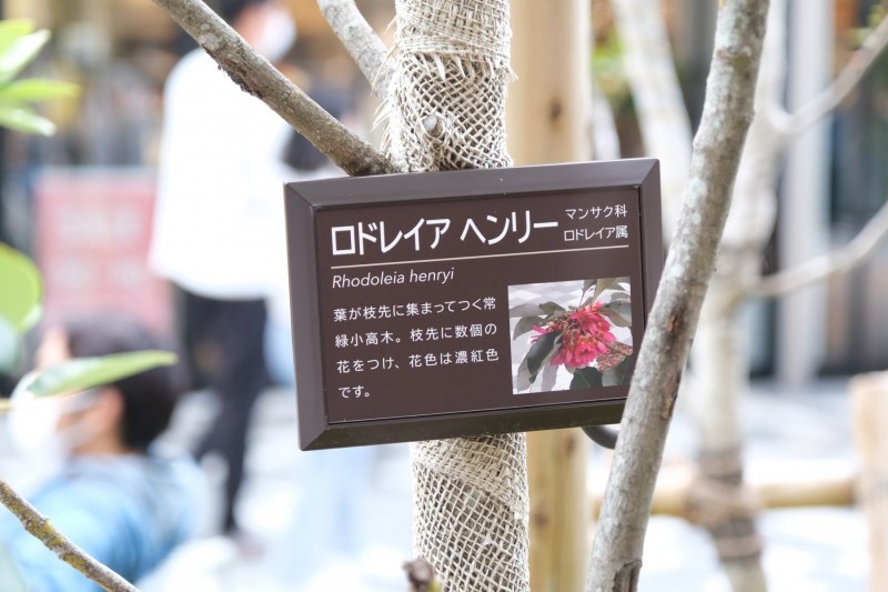 樹名札