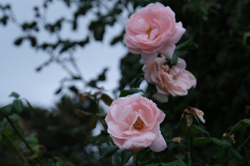 KFP-_XE4A7230s